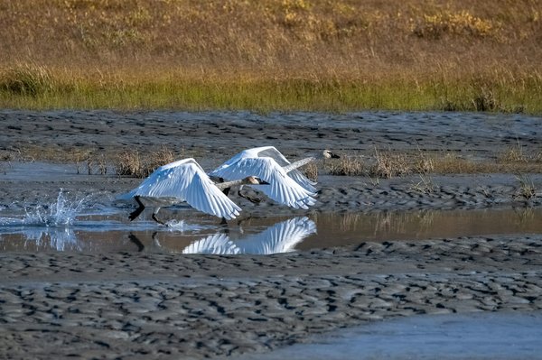 Quels sont les meilleurs conseils pour un camping en région de toundra en été?