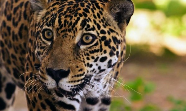 Quels sont les meilleurs spots pour observer les jaguars en Amazonie, Brésil?